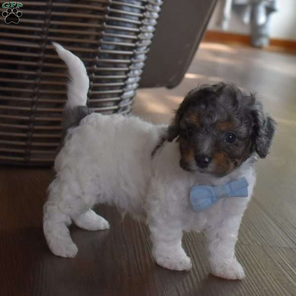 Nicholas, Forever Puppy